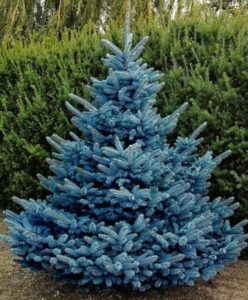 pinea-azul