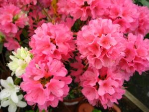 rododendro1