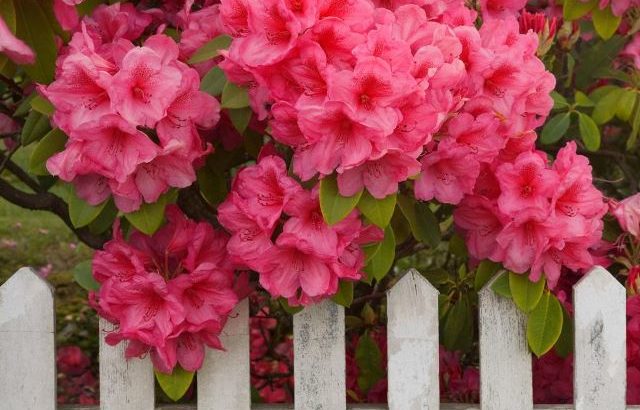 Rododendros, plantas de invierno