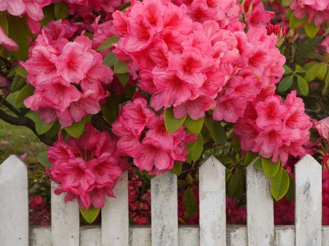 rododendros-rosas