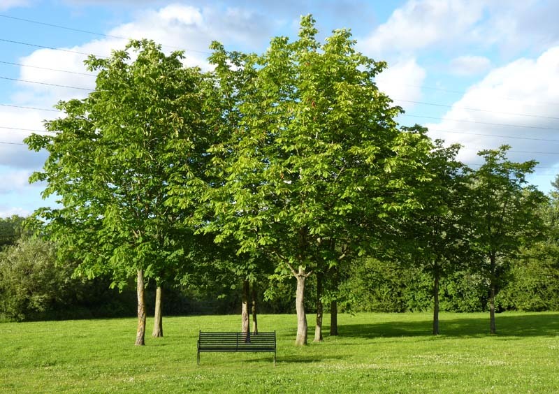 arboles