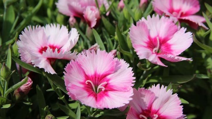 Flores, gastronomía y viajes