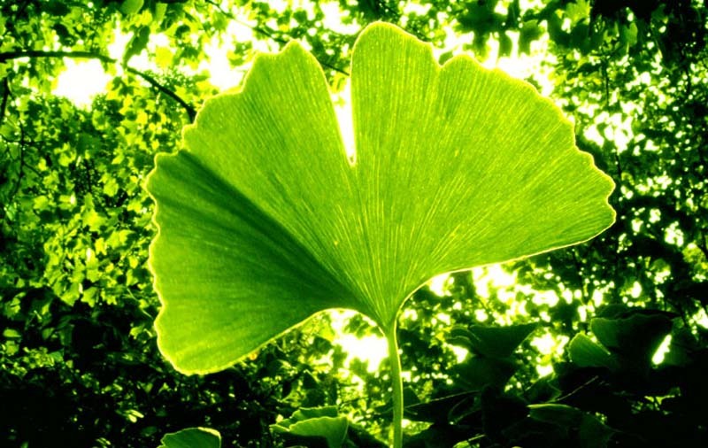 ginkgo-biloba