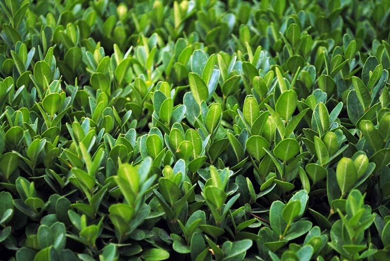 metabolitos-en-las-plantas
