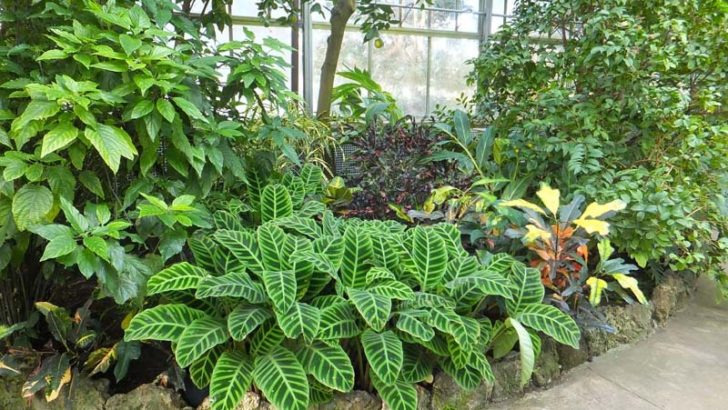 Plantas para mejorar los productos cosméticos