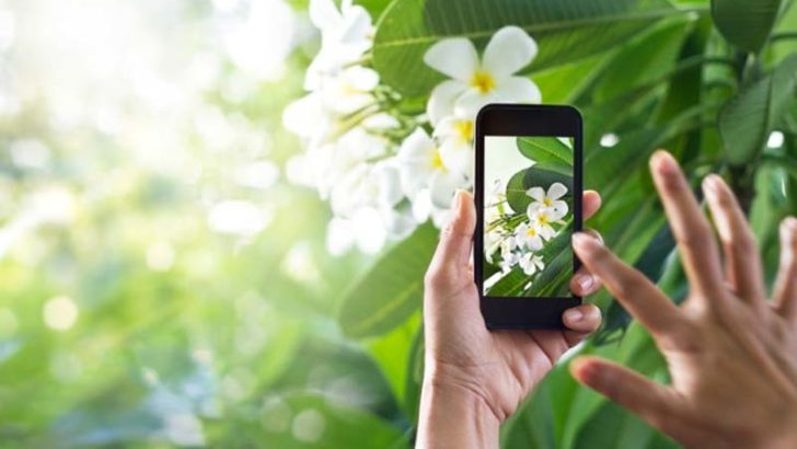 PlantSnap, conoce todas las especies vegetales