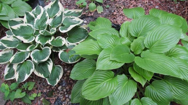 ¿Cómo respiran las plantas?