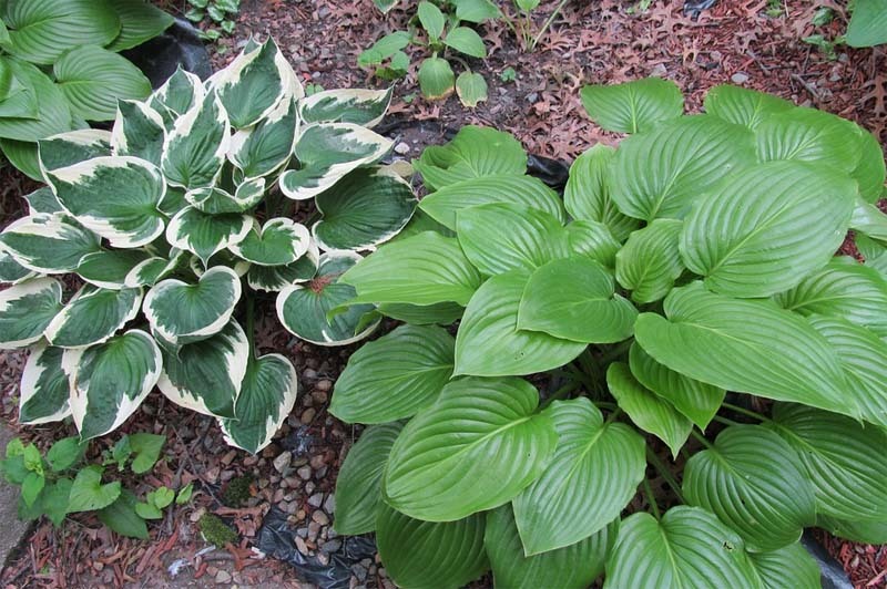respiracion-de-las-plantas