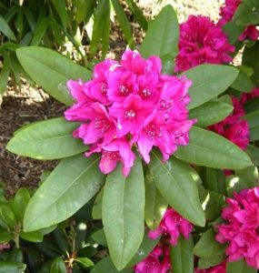 rododendro