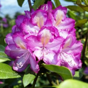 rododendro_sweet_simplicity