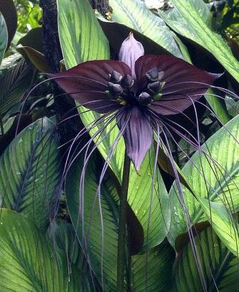 Tacca chantriedri: la orquídea murciélago