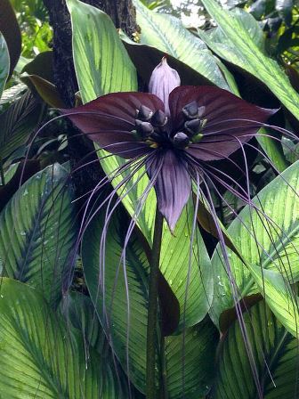Flor murciélago