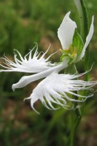 Habenaria Radiata