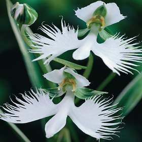 Habenaria Radiata o Garza Blanca