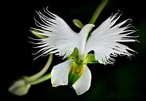 Habenaria Radiata