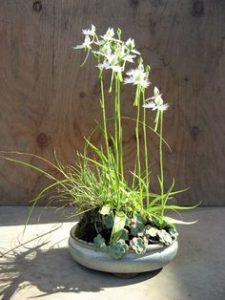 Habenaria Radiata