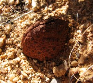 Capullo flor Hydnora