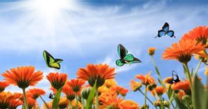 Mariposas