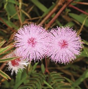 Mimosa púdica flores