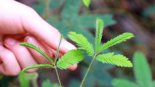 Mimosa púdica, la planta vergonzosa