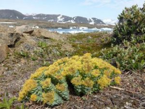 Rhodiola rosea