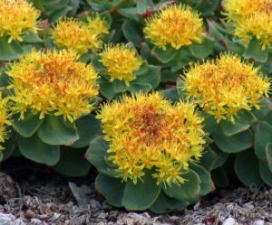 Rhodiola_rosea_close_full