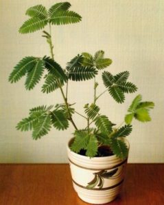 Mimosa púdica