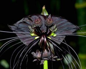 Tacca-chantrieri