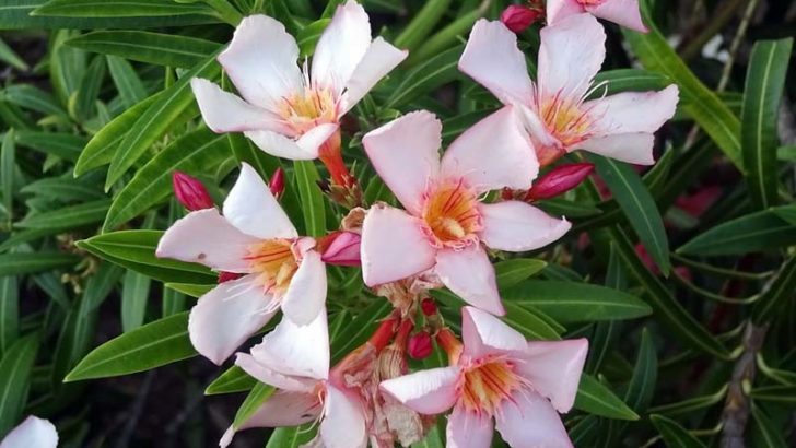 3 plantas peligrosas para tu gato