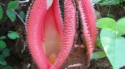 La Hydnora Africana