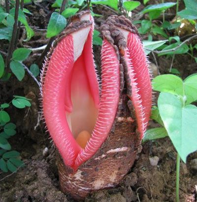 La Hydnora Africana