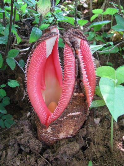 hydnora_africana