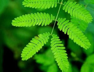 Mimosa púdica hojas