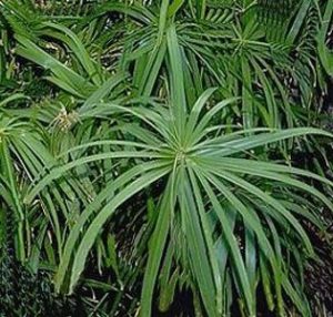papiro (1)