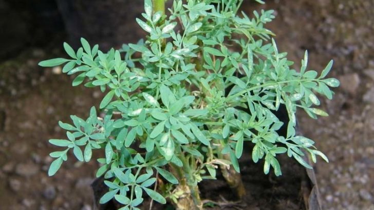 Plantas de la suerte para el inicio del año