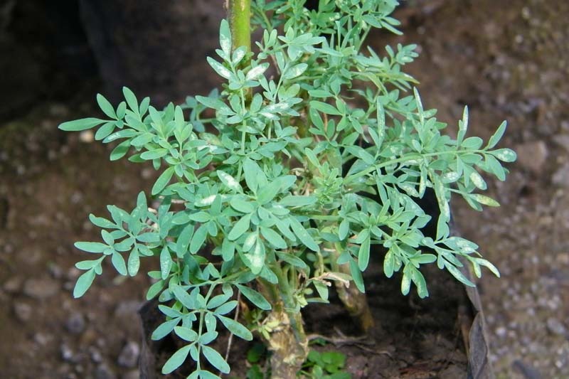 Plantas de la suerte Plantas de la suerte