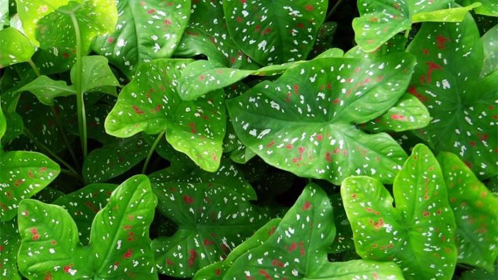 Curiosidades sobre los nombres de las plantas