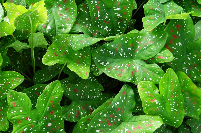 nombres científicos de las plantas