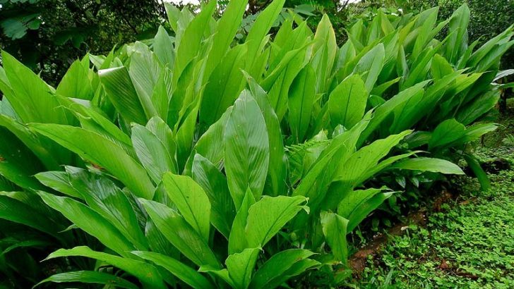 Las células de las plantas regulan el crecimiento