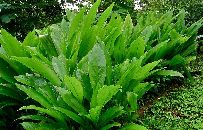 Las células de las plantas regulan el crecimiento