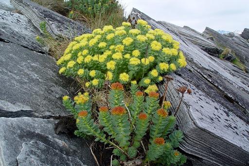 Rhodiola Rosea: una planta contra la depresión