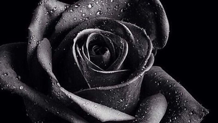 Así es la rosa negra de Halfeti