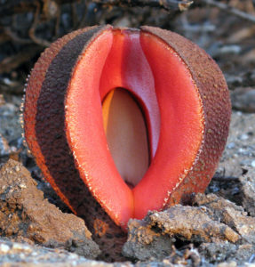 Hydnora Africana