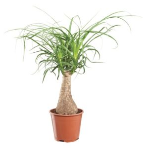 Beaucarnea-Recurvata-2
