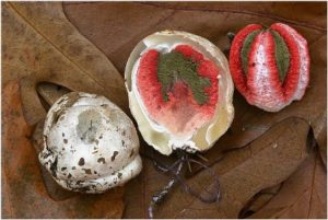 Clathrus archeri1
