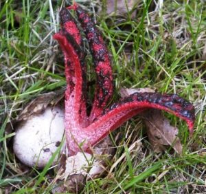 Clathrus_archeri
