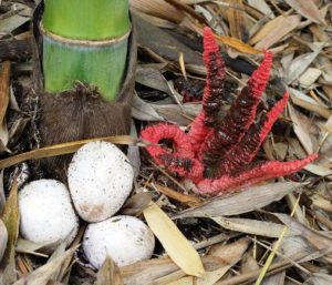 Clathrus_archeri(mgw-01)