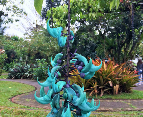 Strongylodon macrobotrys: la parra de jade