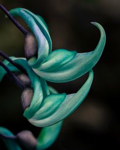 Flor de jade