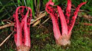 Clathrus Archeri: el hongo pulpo